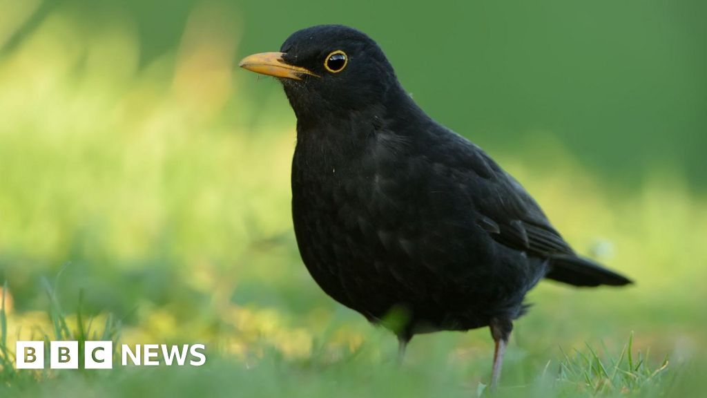Blackbirds Threatened by Deadly Mosquito-Borne Disease