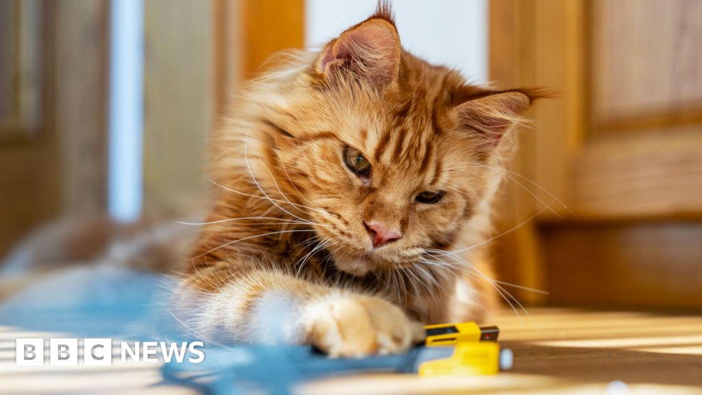 60-Year Mystery of Ginger Cats Finally Solved by Researchers