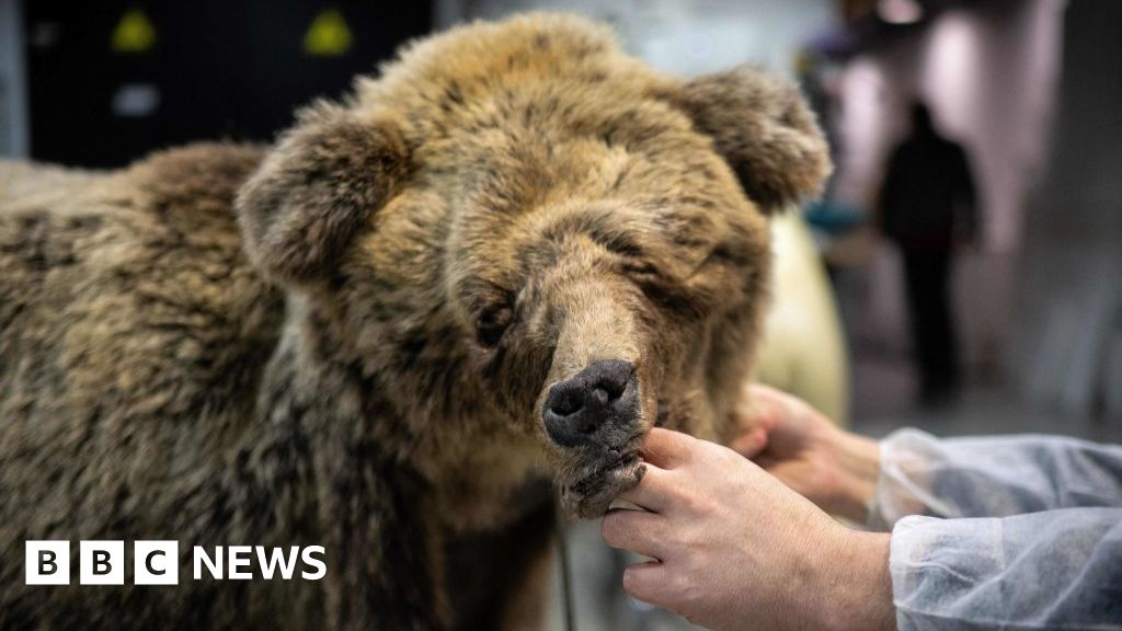 French Hunter Receives Suspended Sentence for Shooting Protected Bear
